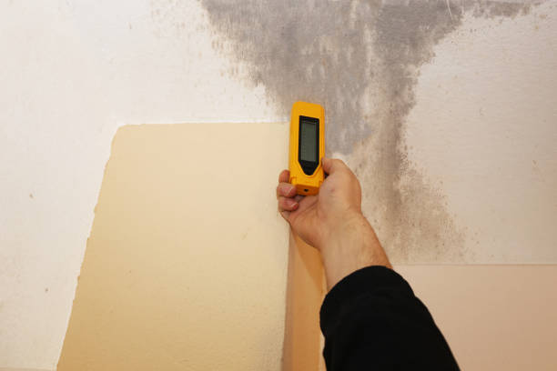 Best Comprehensive Air Testing for Mold Contaminants  in Lindale, GA