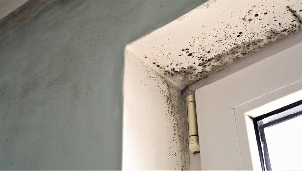 Mold Remediation for Vacation Homes in Lindale, GA