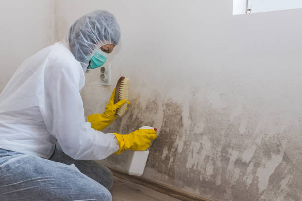 Professional Mold Removal in Lindale, GA