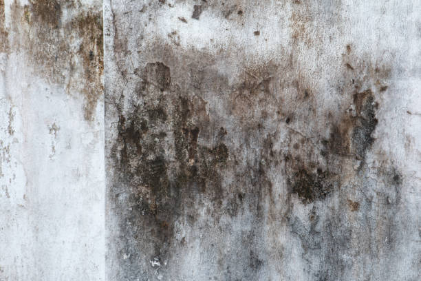 Reliable Lindale, GA Mold Removal Solutions