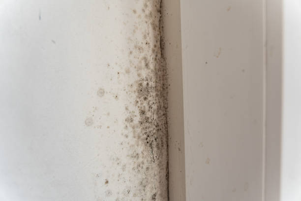 Best Mold Damage Restoration  in Lindale, GA
