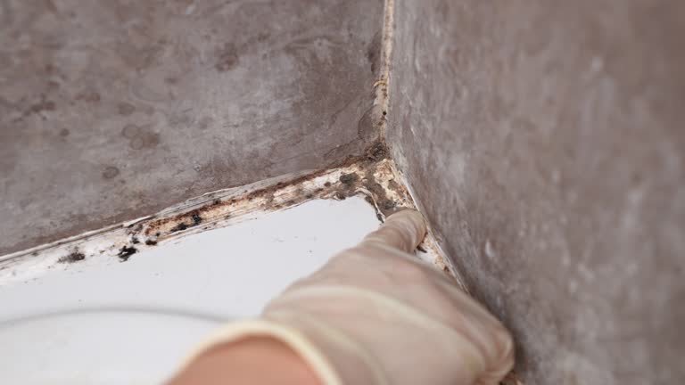 Best Mold Remediation for Vacation Homes  in Lindale, GA